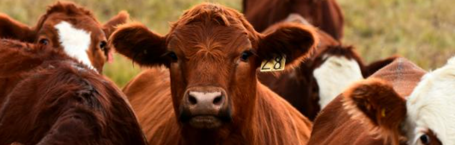 EFSA Nuovo parere scientifico su come migliorare il benessere animale dei bovini