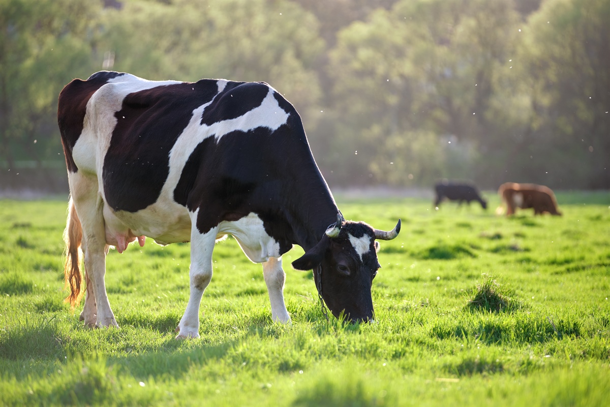 Raboresearch: le strategie per ridurre le emissioni nella filiera lattiero casearia