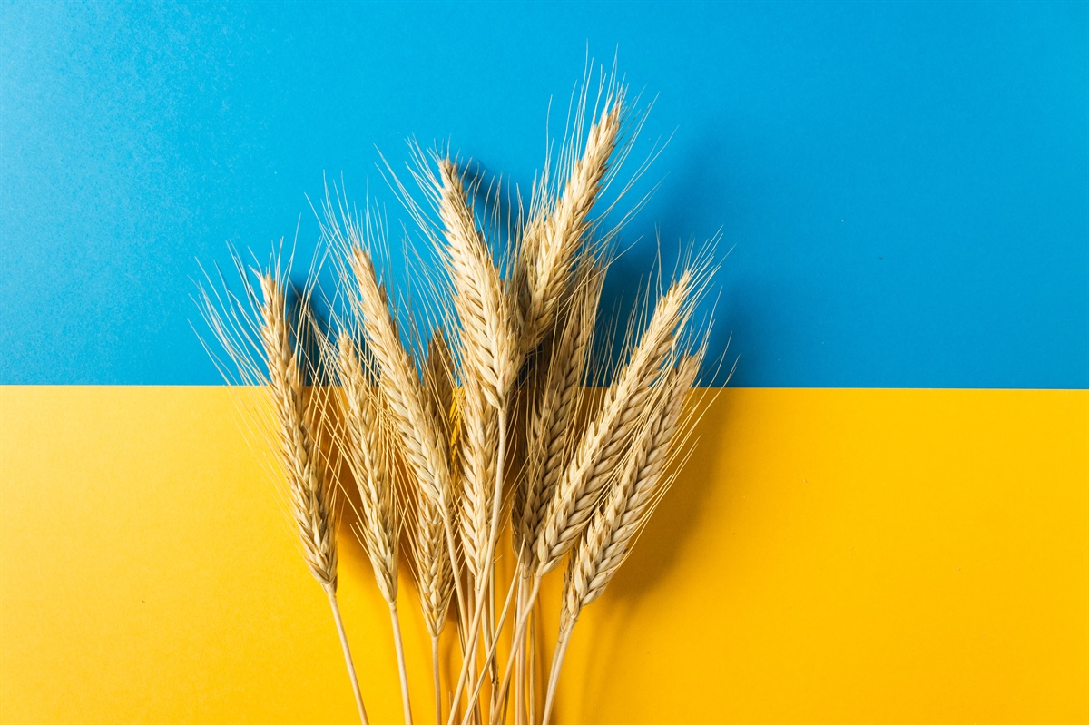 In Ucraina dimezzata la raccolta dei cereali. In scadenza accordo sull'export