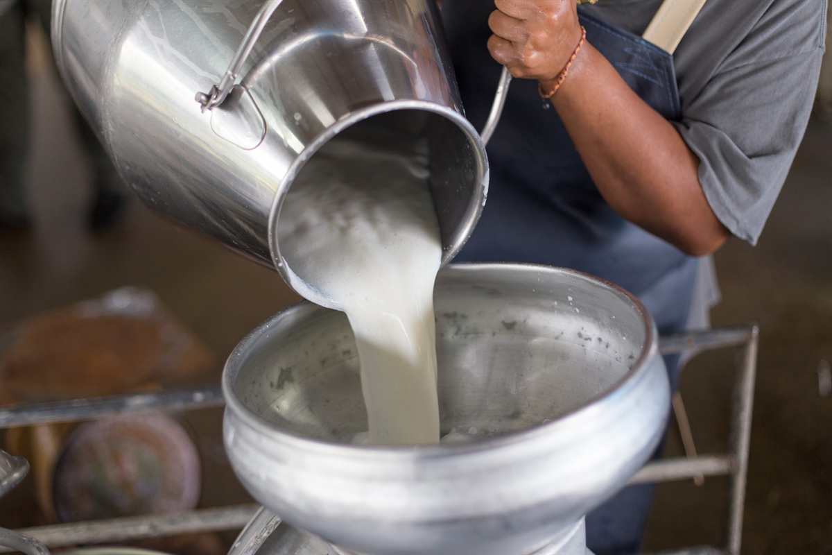 Latte, a marzo ancora in calo il Prezzo Garantito di FrieslandCampina