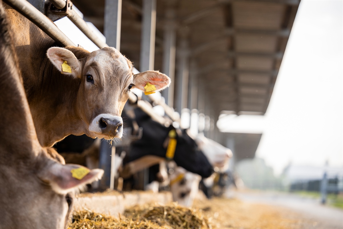 FrieslandCampina, ad aprile il prezzo garantito del latte sarà di 44,75 euro per 100 Kg