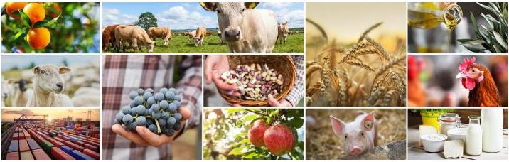 Pubblicate le previsioni UE sul settore agricolo