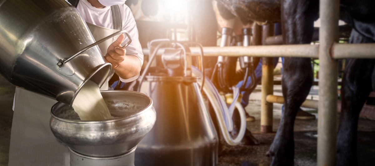 A marzo ancora in calo in Italia la produzione di latte