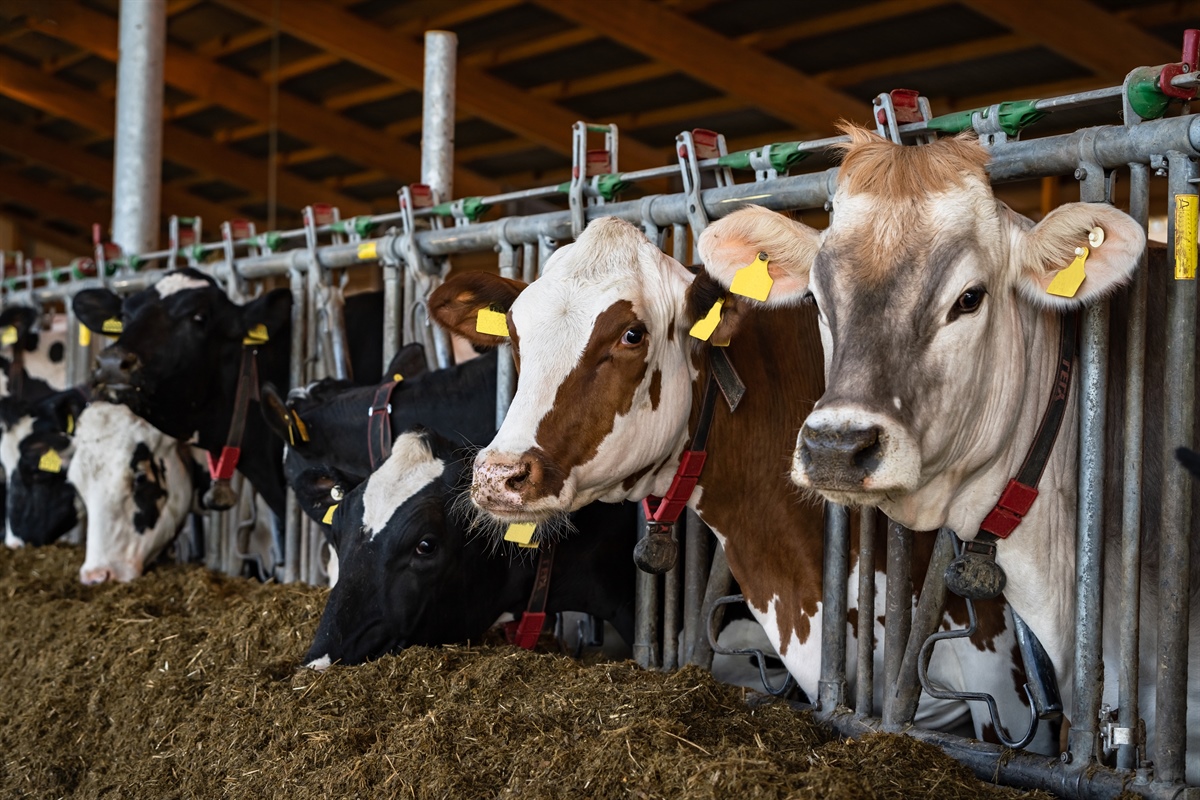 FrieslandCampina, a giugno invariato il prezzo garantito del latte: sarà di 43,25 euro per 100 Kg