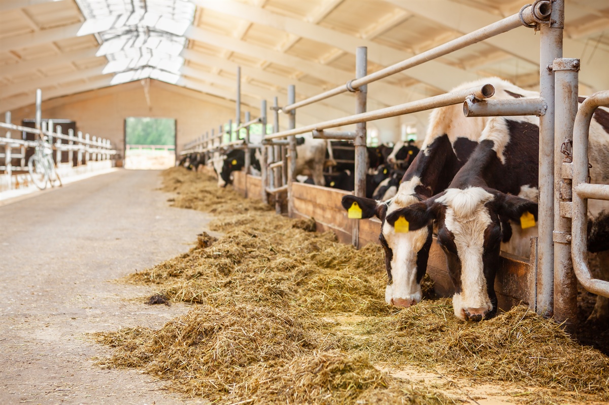FrieslandCampina, a luglio invariato il prezzo garantito del latte: sarà di 43,25 euro per 100 Kg