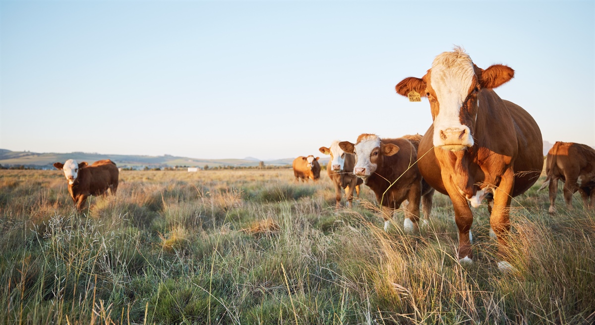 USDA: in calo la produzione di carni bovine e suine nell’UE