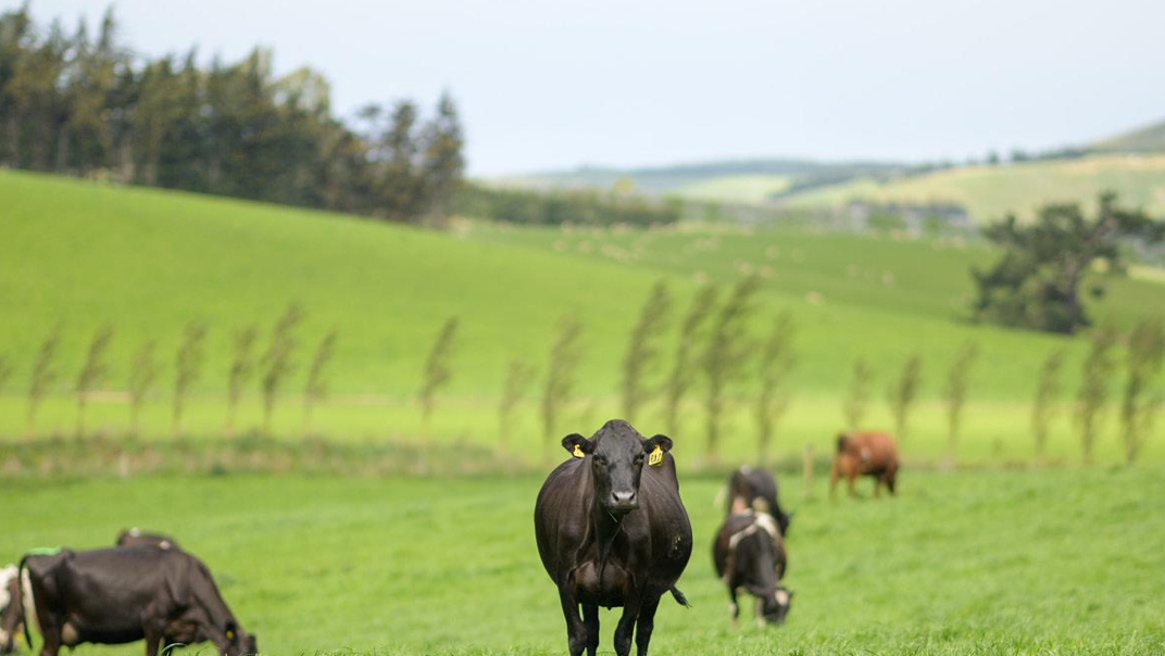 Nuova Zelanda, il report statistico del settore latte per la stagione 2022/23