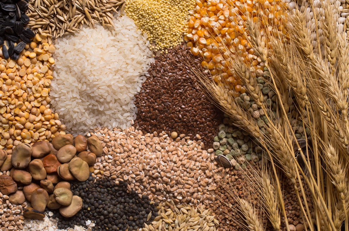 Cereali e semi oleosi, lo stato del commercio globale a marzo 2024