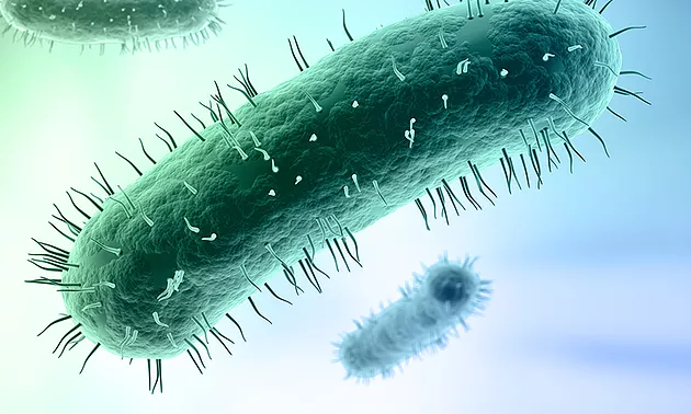 La Nuova Zelanda lotta contro il Mycoplasma bovis