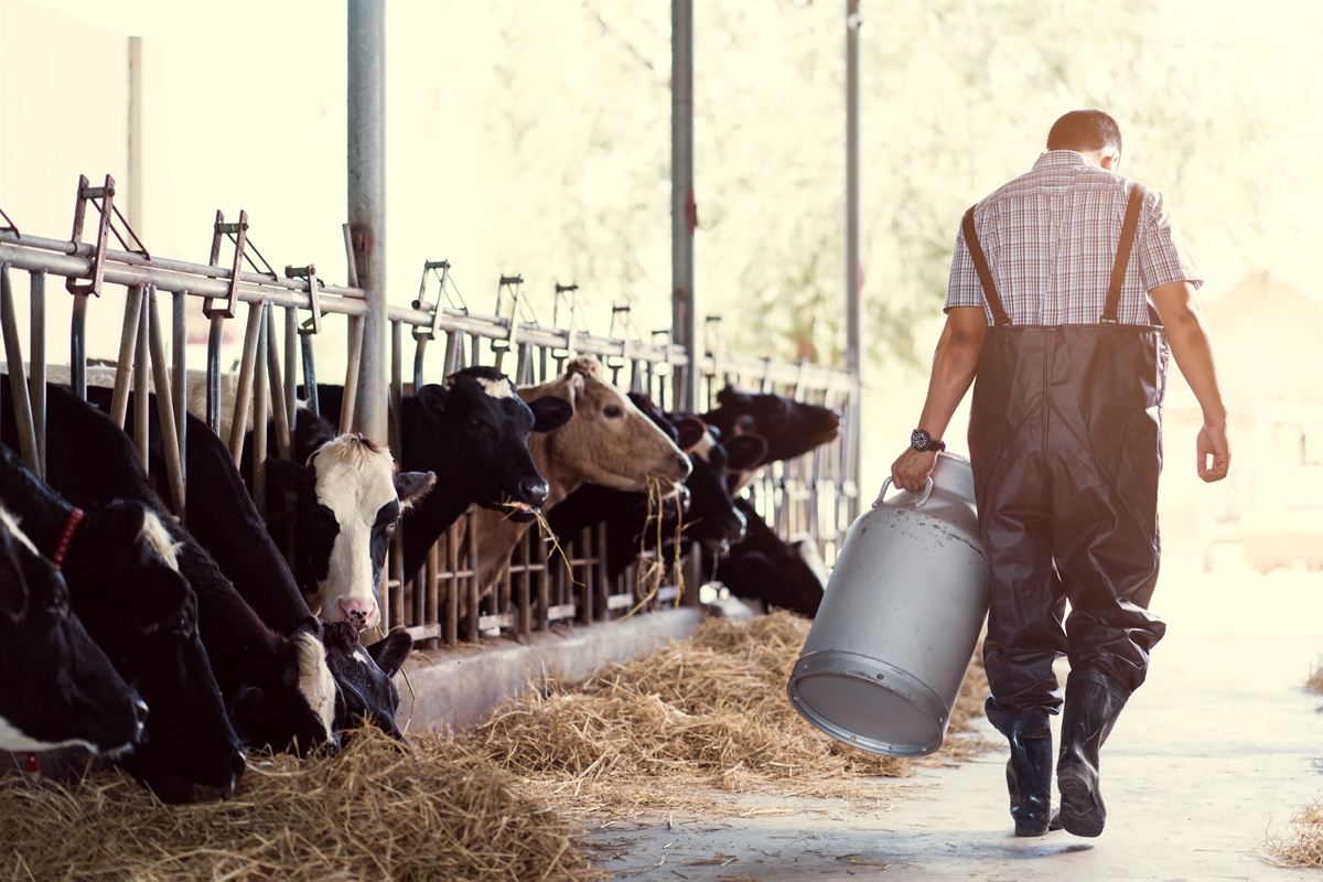 First Milk, prezzo in crescita per agosto 2024