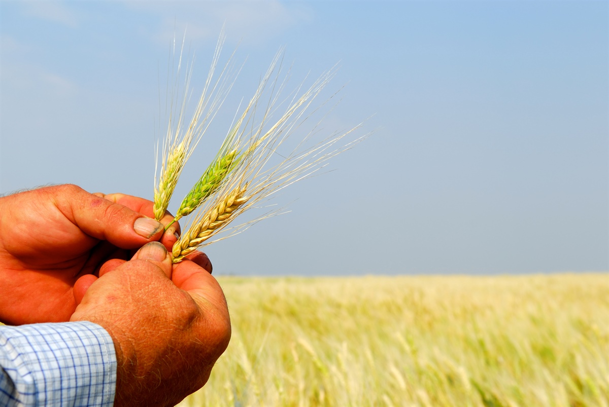 Grano duro, produzione nazionale in calo