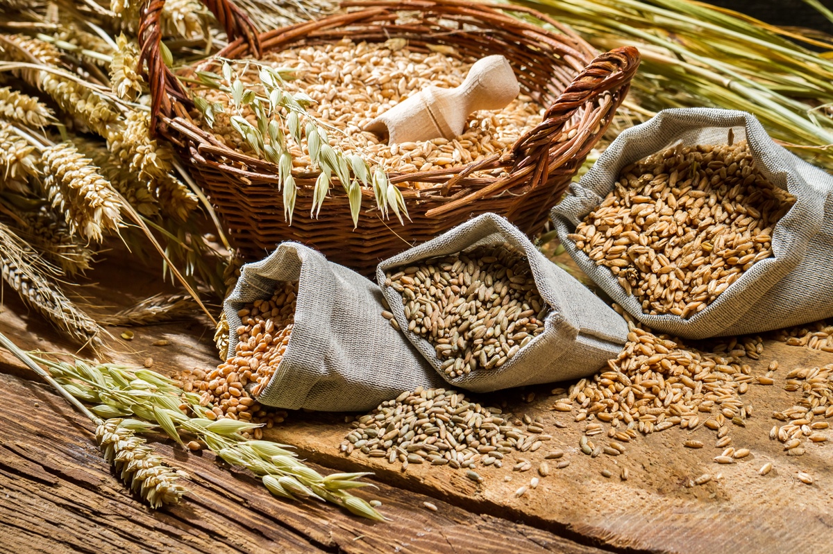 Cereali e semi oleosi, lo stato del commercio globale a luglio 2024