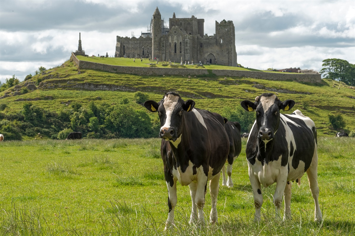 Dairygold, prezzo di base in aumento per giugno 2024