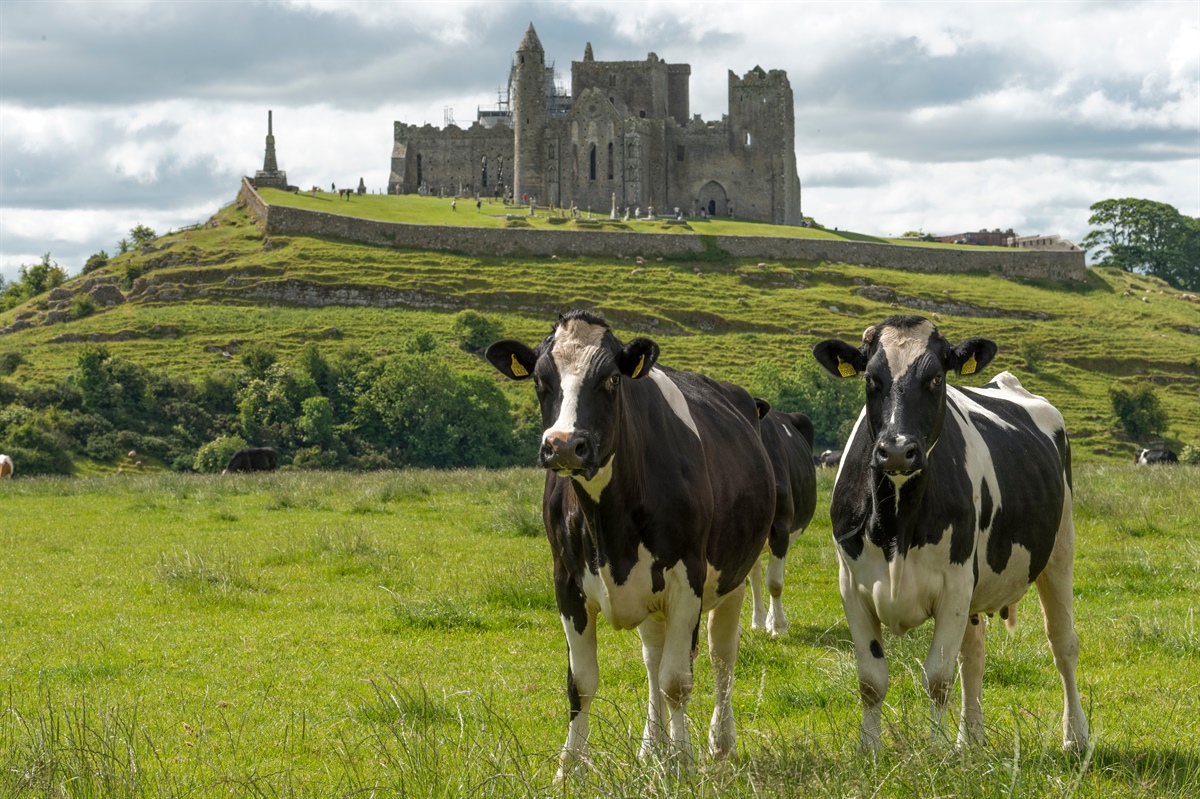 Dairygold, prezzo di base in aumento per settembre 2024