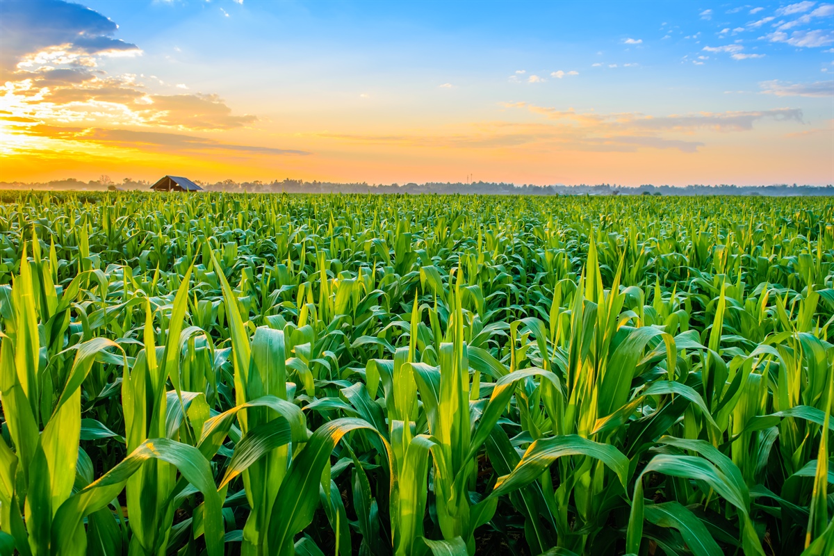 Cereali, le tendenze di mais, soia e orzo