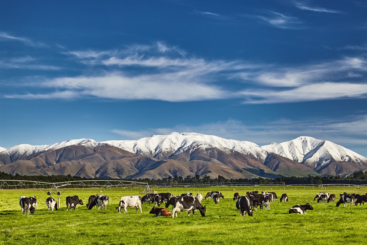 Nuova Zelanda, export lattiero-caseario in crescita nel primo semestre 2025