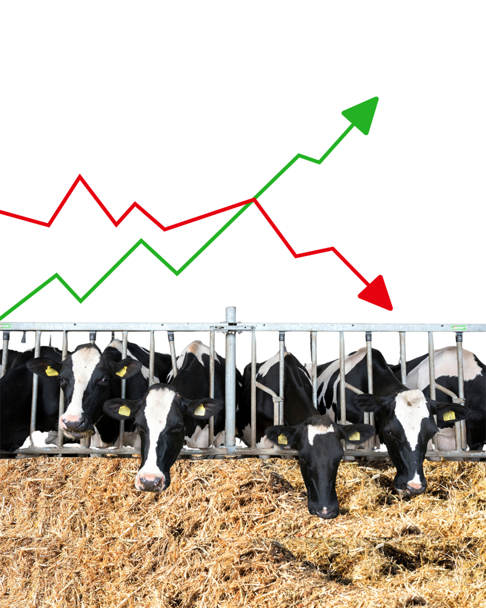 Latte alla stalla: i prezzi dei big player a confronto – ottobre 2025