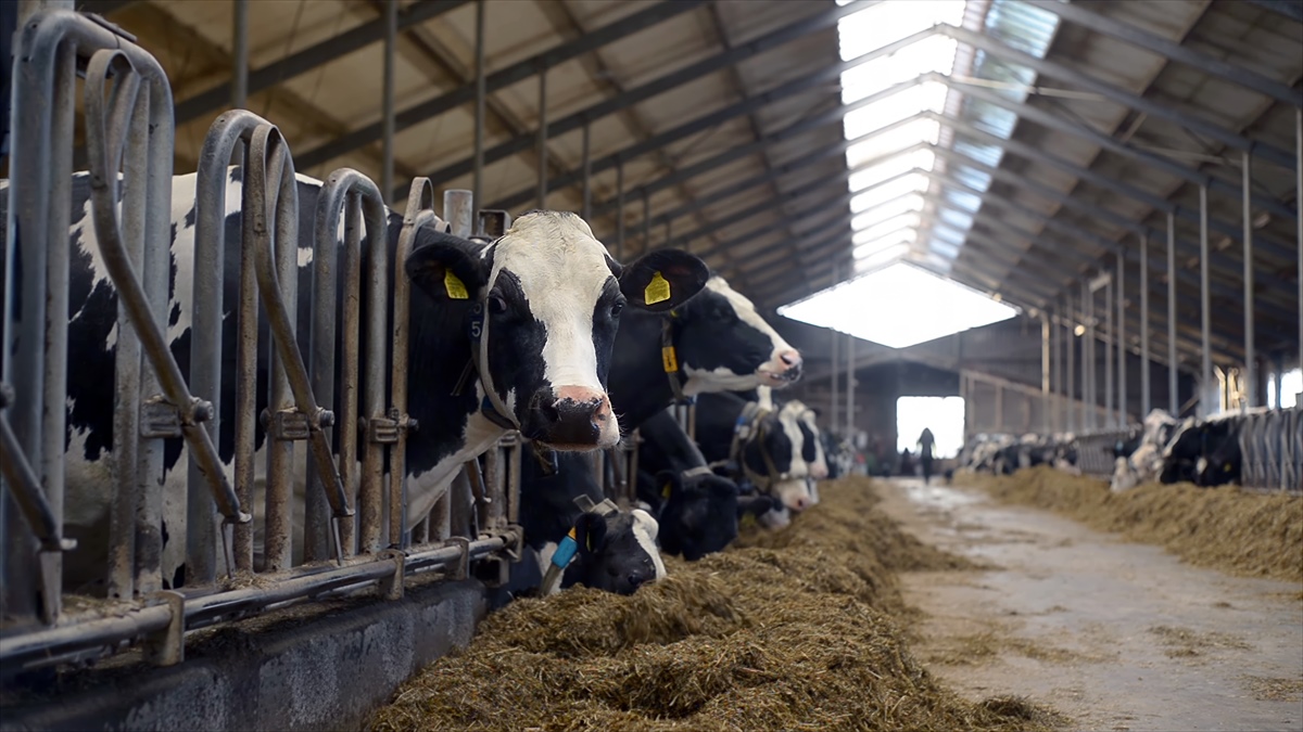 FrieslandCampina e Future Fuels: Partnership strategica per la decarbonizzazione della filiera