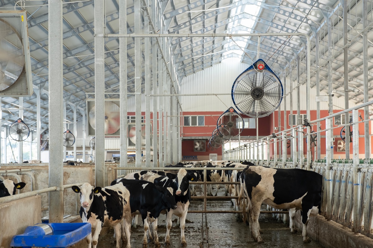 Stress da caldo nelle bovine: la ventilazione diventa strategica