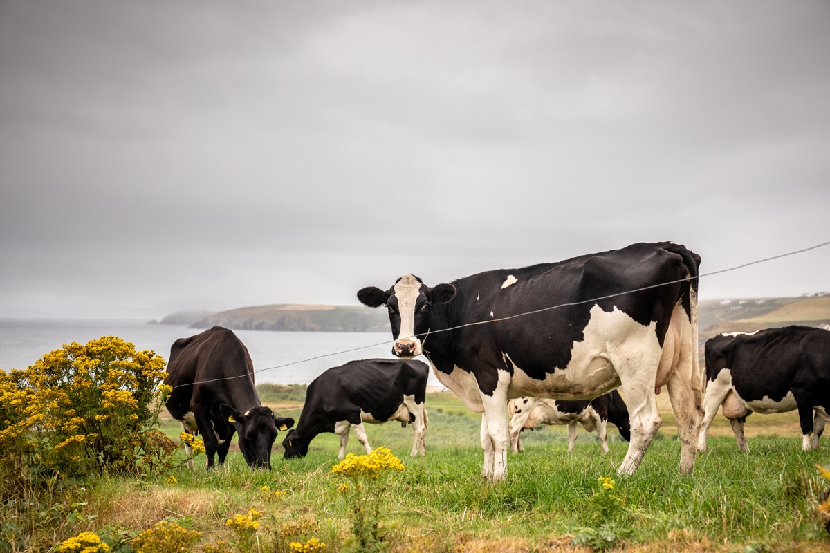 First Milk aumenta il prezzo del latte da luglio 2026