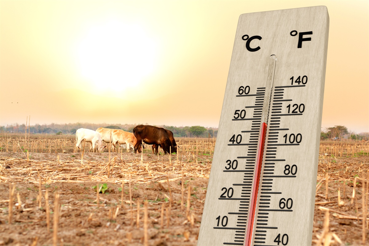 L’impatto del caldo estremo sugli allevamenti