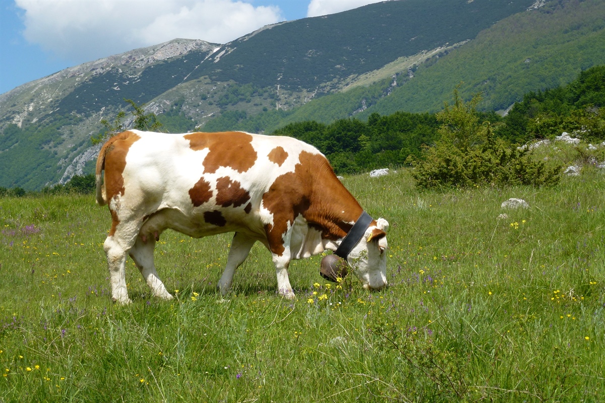 In Svizzera riflettori accesi sul benessere animale