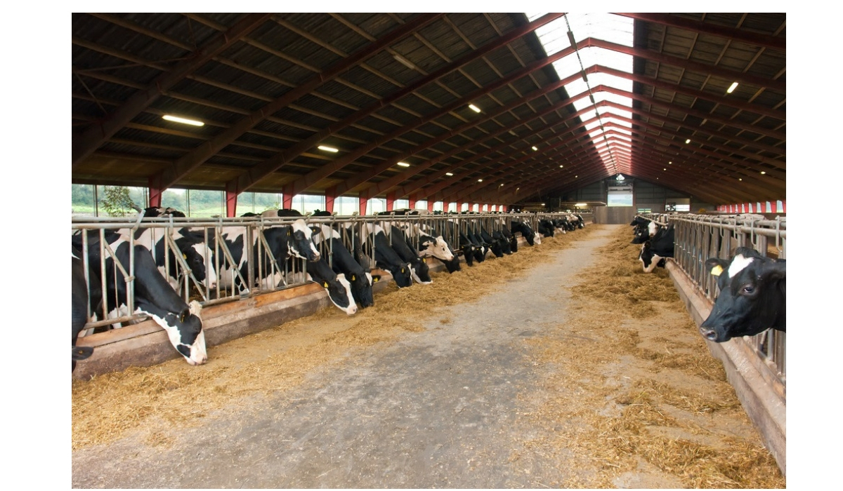 Ue, nuove regole per i medicinali veterinari