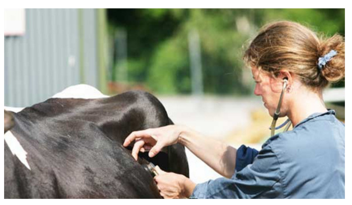Nelle aziende agricole entra il veterinario aziendale