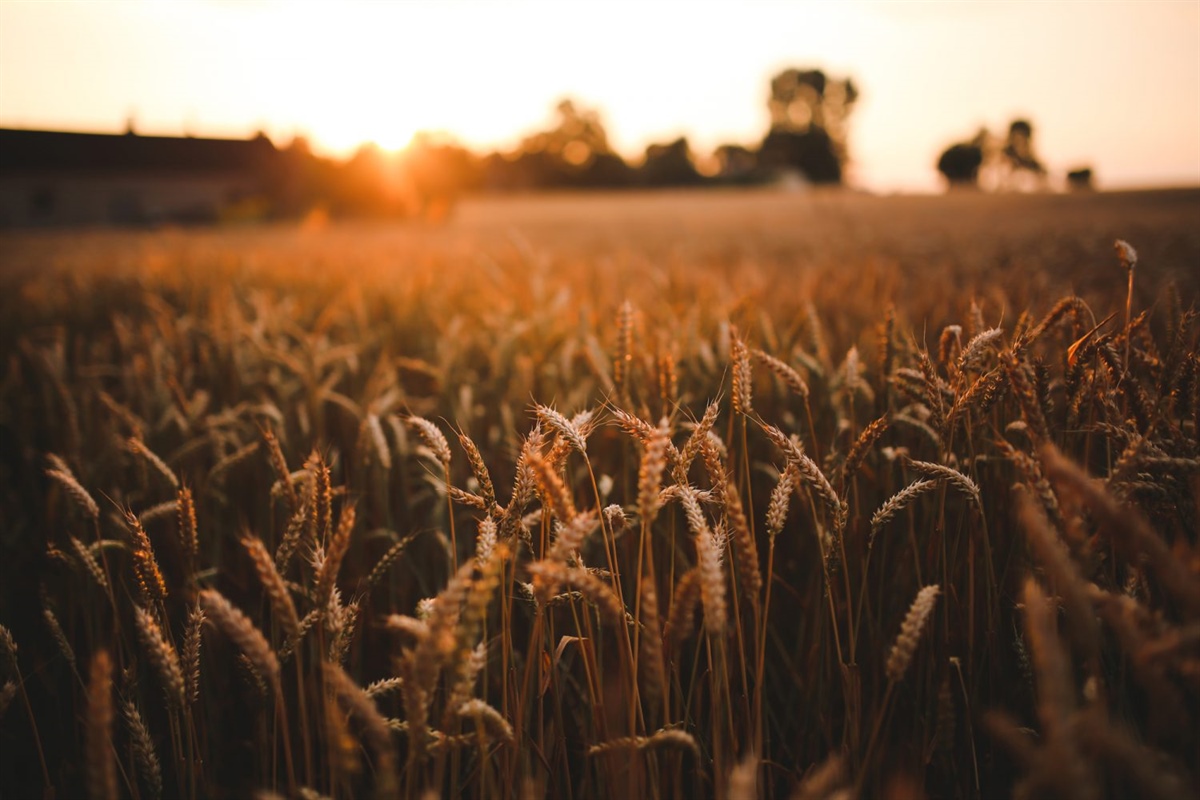 Nasce AssInCampo, sito web per informare gli agricoltori