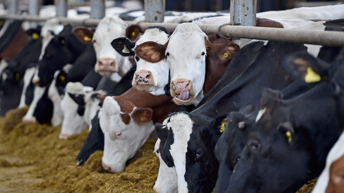 Oie: cambiamento in atto sull'uso di antibiotici negli animali