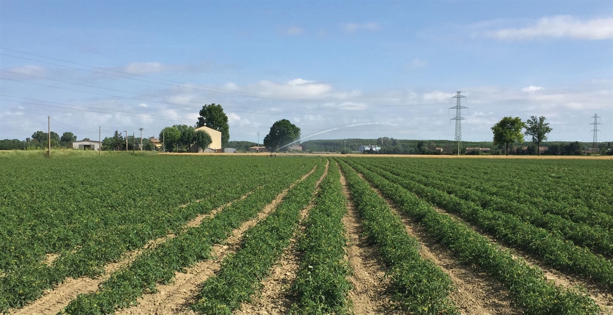 Ismea, cresce il mercato assicurativo agricolo