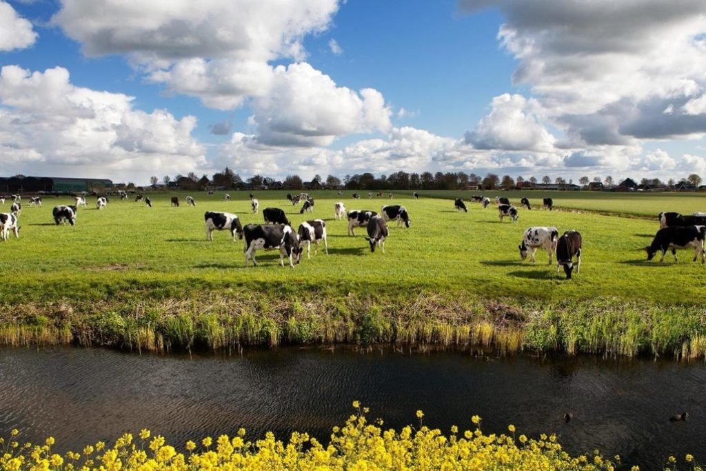 FrieslandCampina espande la produzione senza Ogm
