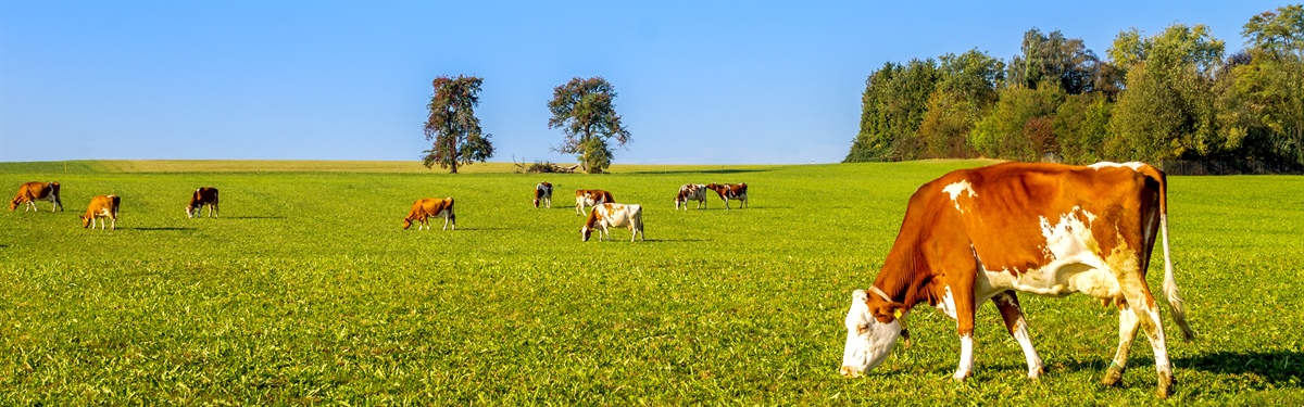 Bio, i nuovi obiettivi di Lactalis