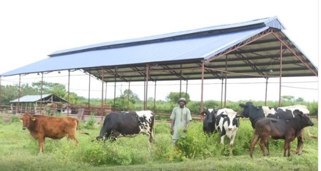 FrieslandCampina, accordo con il Niger per lo sviluppo del settore latte