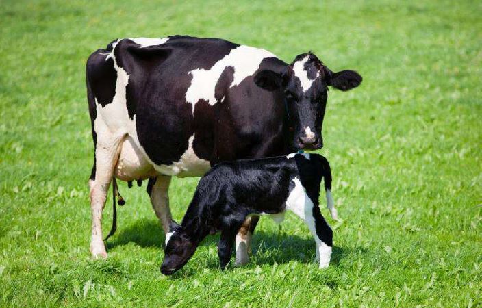 Arla Uk, nuove regole per tutelare i vitelli