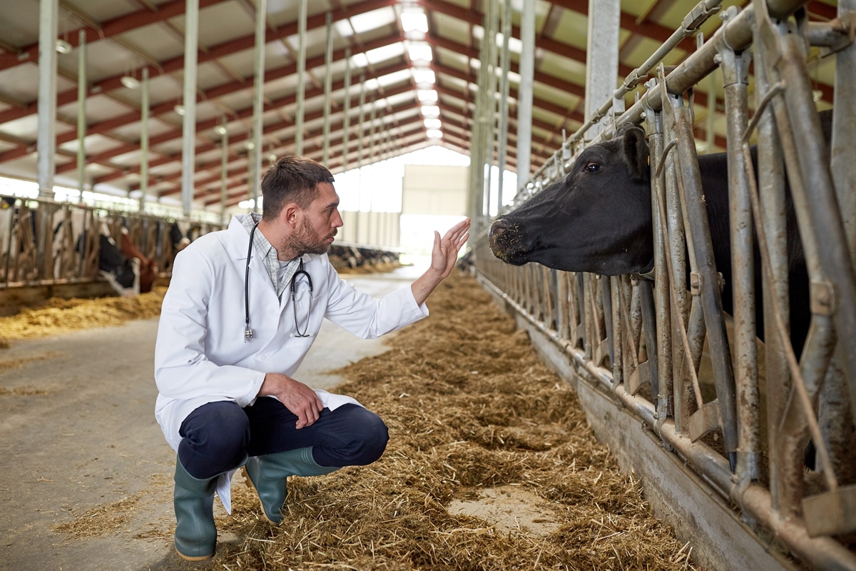 Ricetta elettronica veterinaria, un primo bilancio