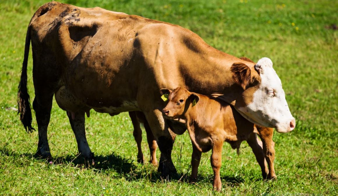 Consiglio Ue: "Una nuova strategia per il benessere animale"
