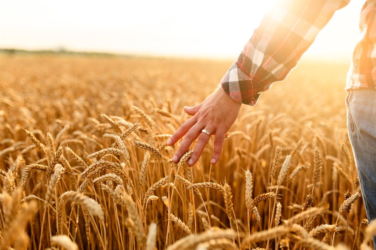 Agricoltura, in legge di Bilancio fondi per giovani e innovazione