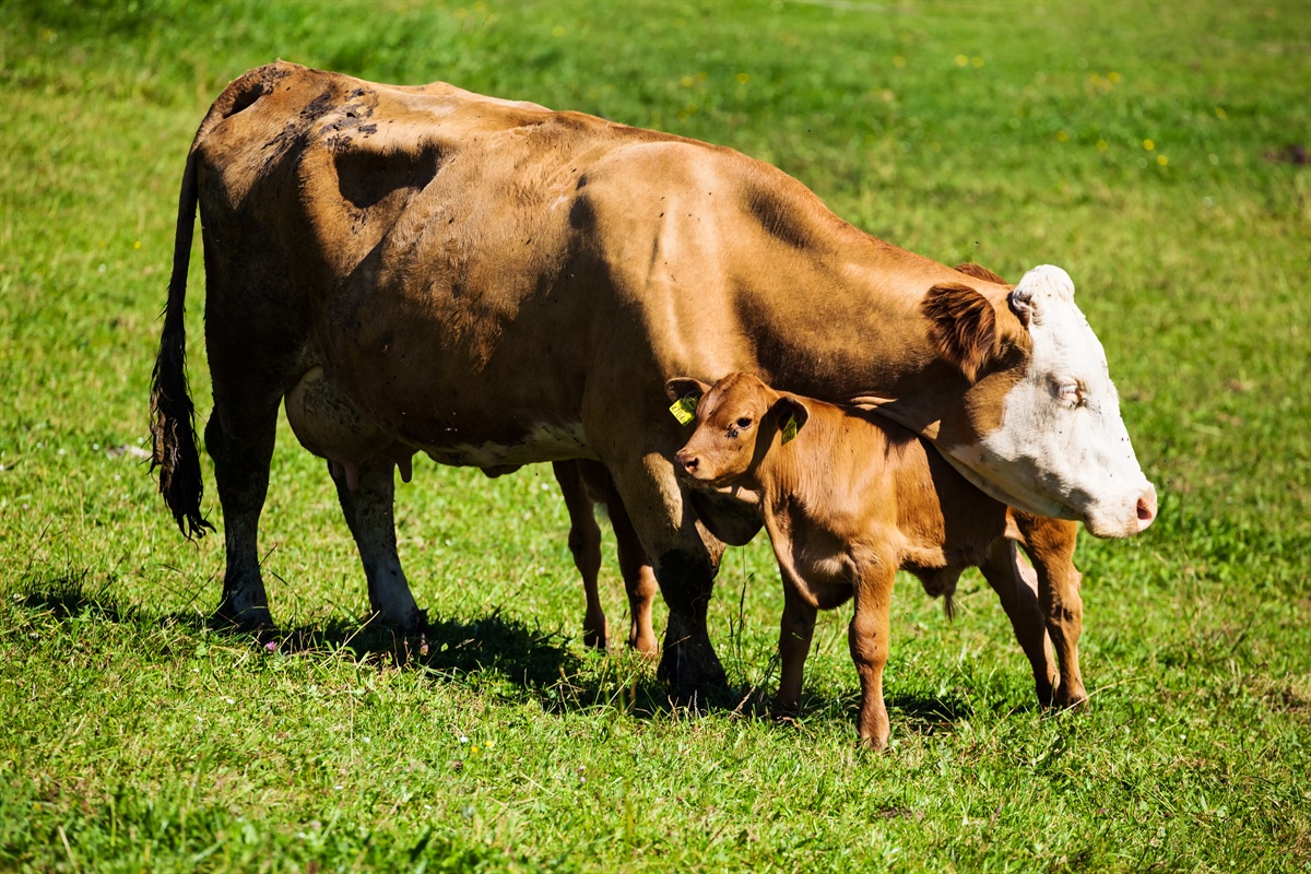 Bellanova: per il benessere animale serve un’etichettatura trasparente