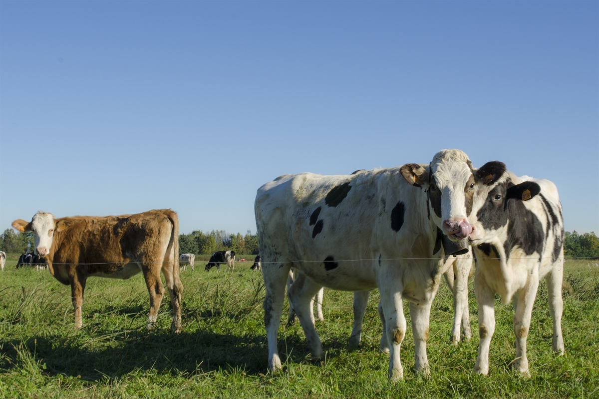 FILBIO sviluppo di una filiera sostenibile, competitiva e innovativa per la produzione di latte e grana padano bio e no ogm