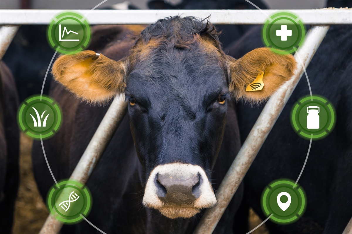 Connecterra e Lely insieme per ottimizzare l’uso dei dati aziendali
