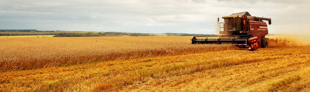 Coceral, previsioni 2020 per cereali e semi oleosi