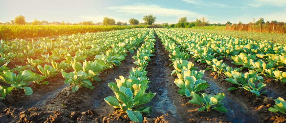 Agroindustria, agricoltura e pesca: innalzato il tetto per gli aiuti di stato