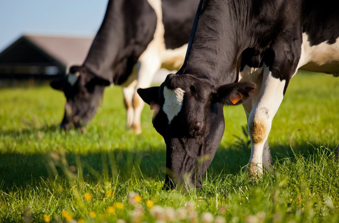 Coronavirus, in Francia la filiera punta a ridurre produzione di latte