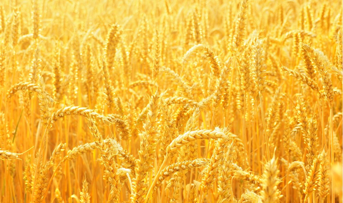 Coronavirus, dalla Bei 700 milioni per il settore agricolo