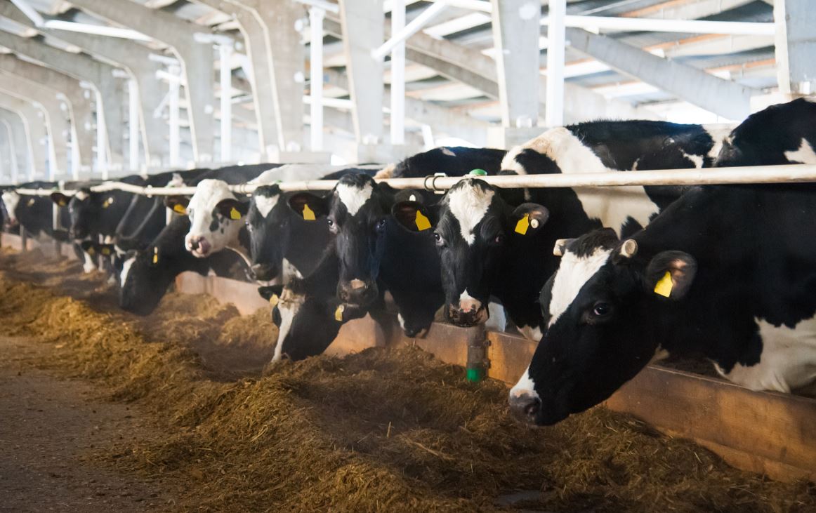 Regno Unito, app per valutare rischio di micotossine nelle aziende agricole