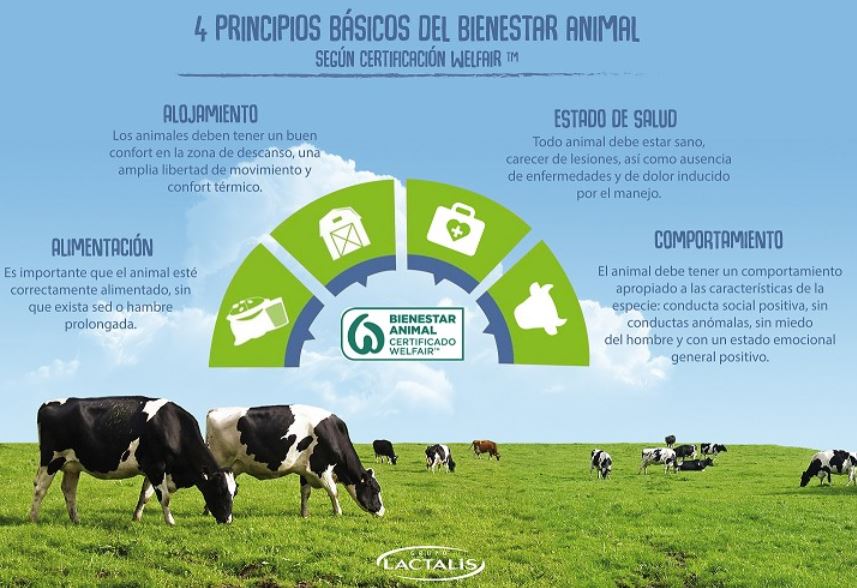 Lactalis, 900 aziende agricole spagnole certificate per il benessere animale