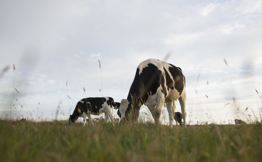 Arla: più trasparenza e sostenibilità con una nuova gestione per le aziende socie