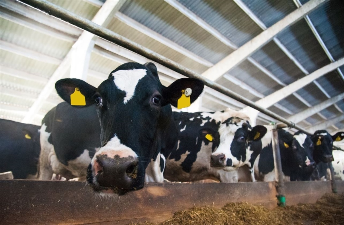 Alga rossa nella dieta dei bovini per ridurre emissioni metano