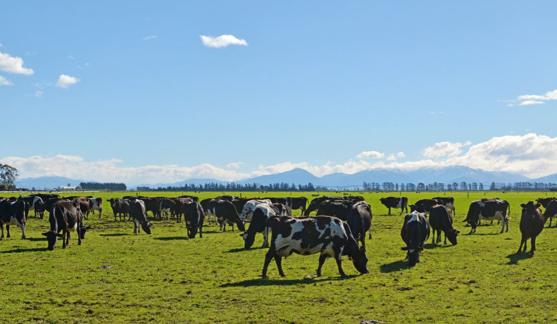 Fonterra, dal 2021 premio agli allevatori che producono latte sostenibile